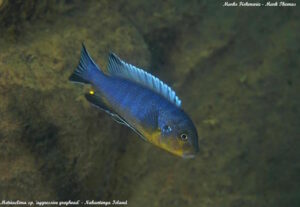 Metriaclima sp. 'aggressive greyhead'